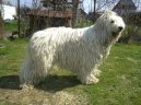 Komondor