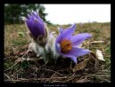 Pokojov rostliny:  > Koniklec Obecn (Pulsatilla vulgaris)