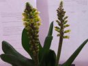 Lachenalia