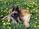 Leonberger