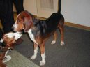 Ps plemena:  > Nmeck honi (Deutsche Bracke, German Hound)