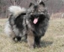 Ps plemena:  > Nmeck pic stedn (Deutscher spitz - Mittelspitz, German Spitz  Medium size Spitz)