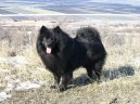 Ps plemena:  > Nmeck pic (Deutscher spitz, German Spitz)