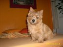 Ps plemena:  > Norwich terier (Norwich Terrier)