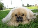 Pekingsk palcov psk, pekinz