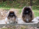 Pekingsk palcov psk, pekinz