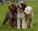 Ps plemena:  > Romaolsk vodn pes (Romagna Water Dog / Lagotto Romagnolo)