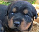 Ps plemena:  > Rotvajler (Rottweiler)