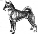 Shikoku-Inu