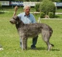 Ps plemena: Chrti > Skotsk jelen pes (Scottish Deerhound)