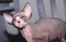 Sphynx