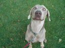 Ps plemena:  > Vmarsk oha (Weimaraner, Weimaraner Vorsterhund)