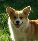 Welsh Corgi Pembroke