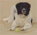 Ps plemena:  > Wetterhoun, Wetterhound (Frisian Water Dog, Wetterhoun)