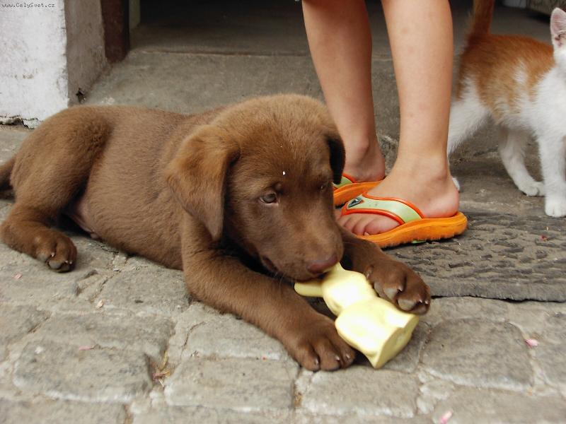 Foto: moje hra�i�ka-JSem k�enec hn�d�ho labradora a pry vl��ka???