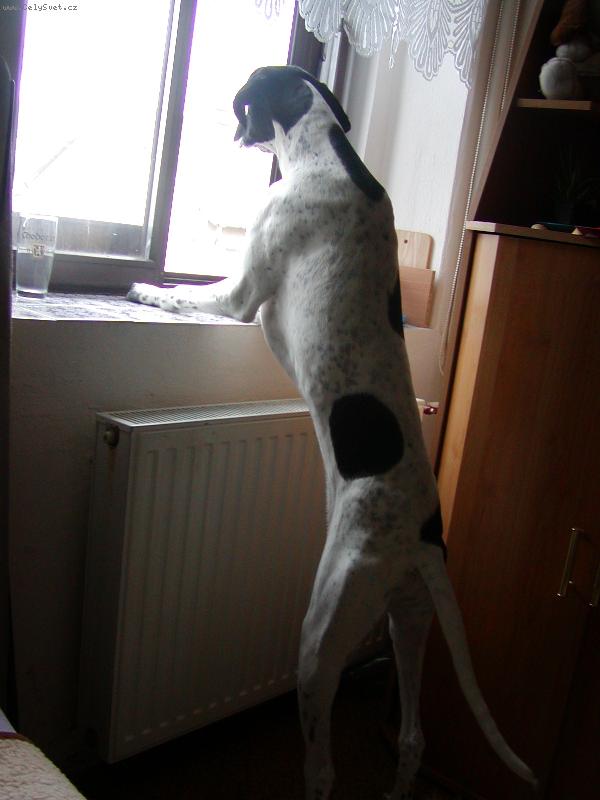 Foto: Snoopy-j� chci ven..