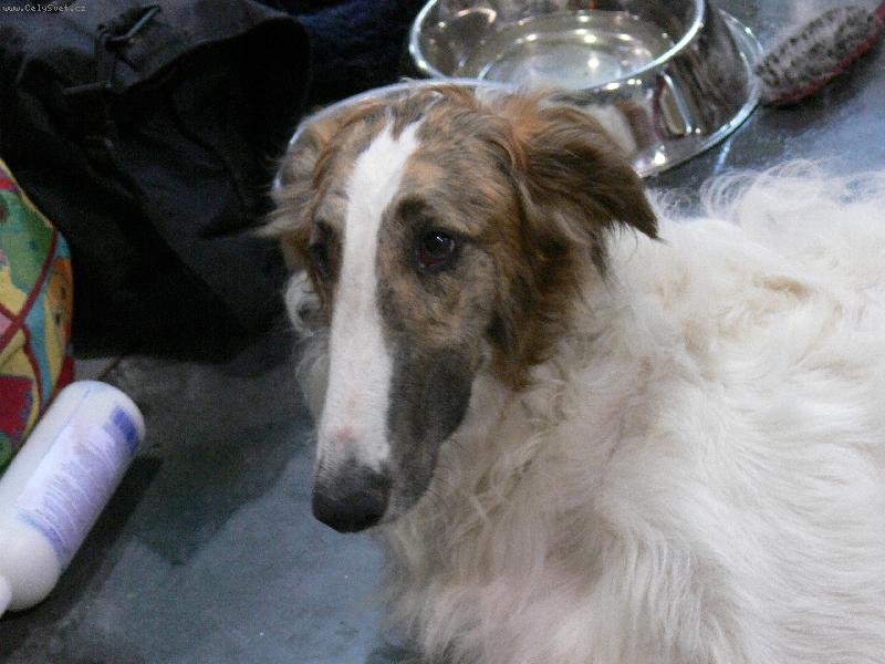 Foto: barzoj-v�stava ps� 2007 v praze