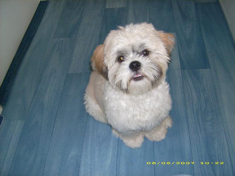 Foto: shih tzu-Dany