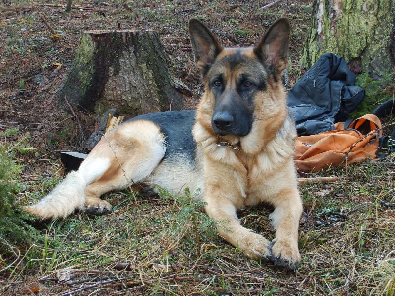 Foto: Shantos z Basileje