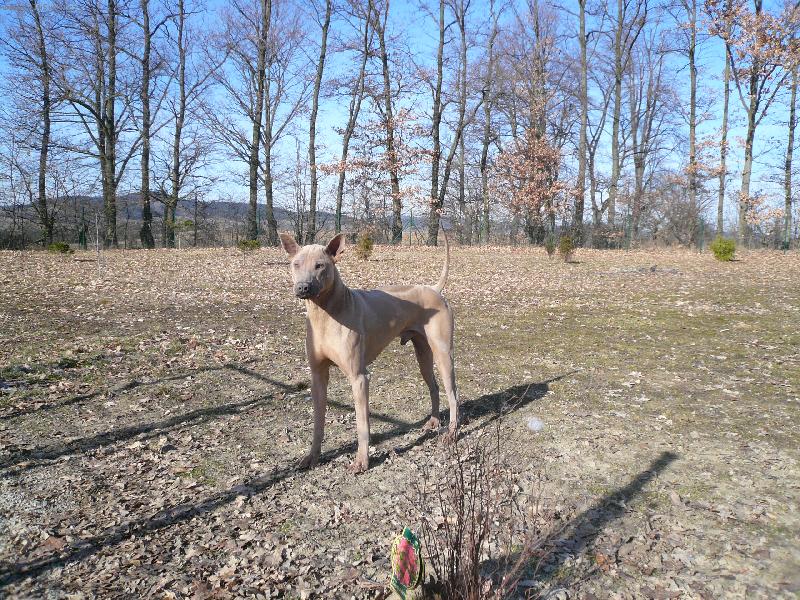 Foto: www.thailandridgeback.cz