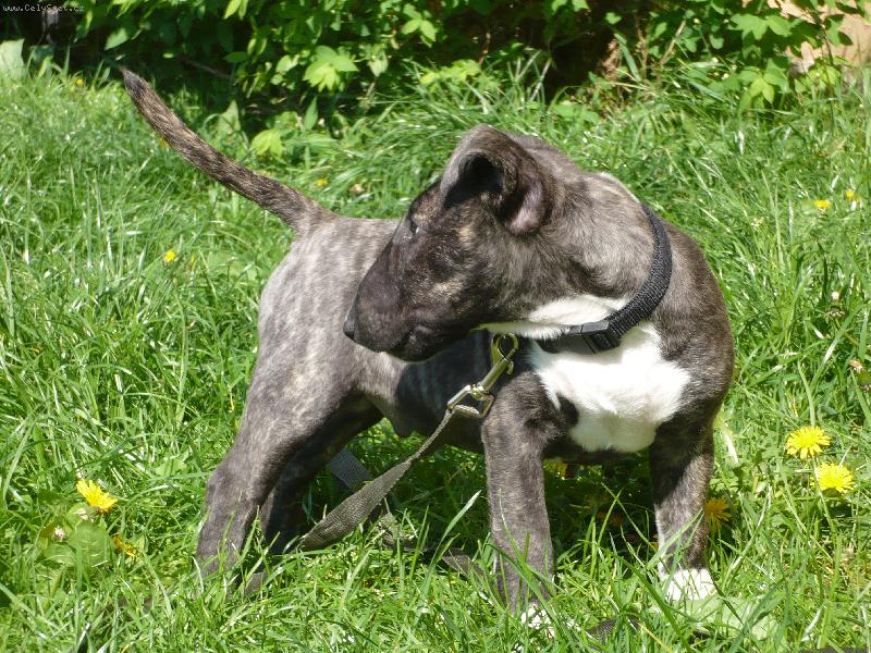 Foto: M�j malink� "anjel��ek"-Priznajte sa koho je to chvost inak ho zjem :)