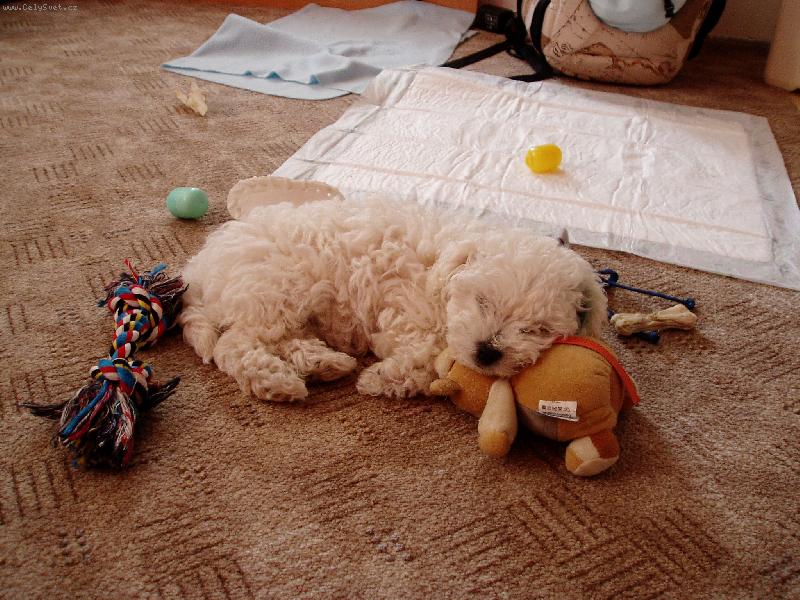 Foto: Honey-haj�nkaj