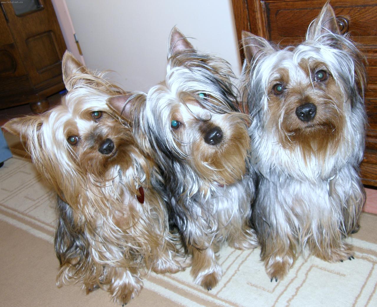 Foto: Nelly,Apollo a baldessariny