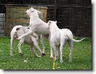 Jacinta,Ricardo,Arina