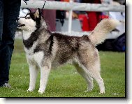 Siberian husky