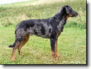 Beauceron harlekn