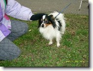 papillon Benji