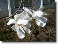 Magnolie