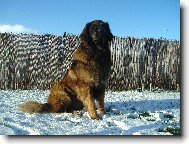 Leonberger