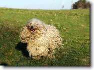 KOMONDOR