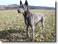 www.thailandridgeback.cz