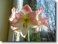 Hippeastrum