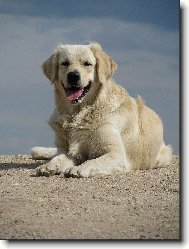 Golden retriever Britt - kopeek