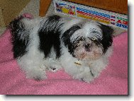 Shih-tzu Buddy