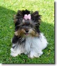 Biewer Yorkshire Terrier