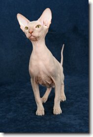 Peterbald  Bivoj