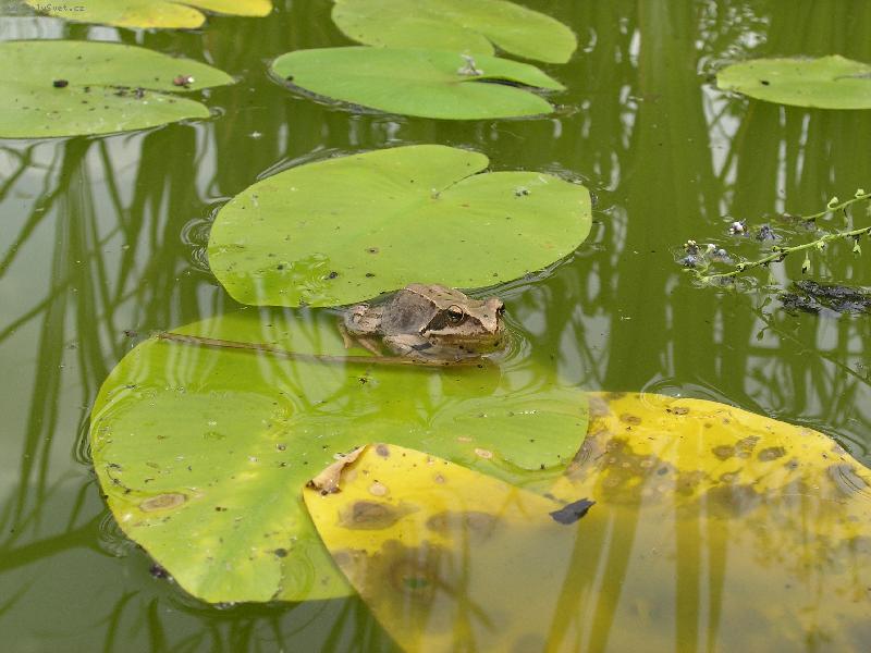 Foto: ��ba-��ba v na�em jez�rku