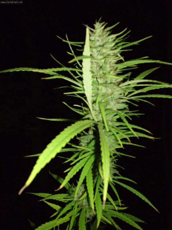 Foto: cannabis sativa