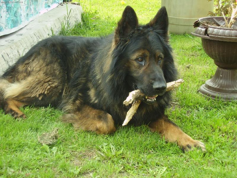 Foto: dust���k-muj klecak ned�m.. vrrr