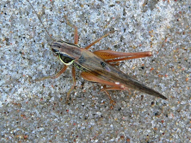 Foto: makro-kobilka a moucha