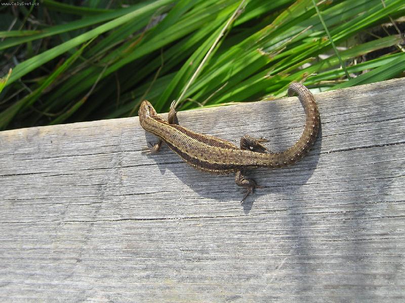 Foto: Je�t�rka-Fo� nebo ti ute�u