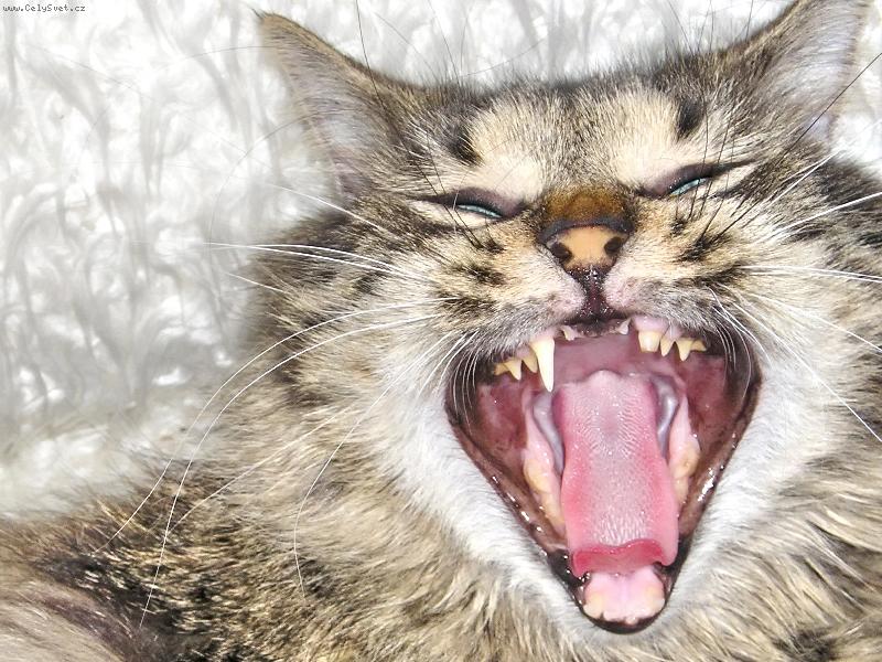 Foto: Pan� Mikesh-Jsem dravec