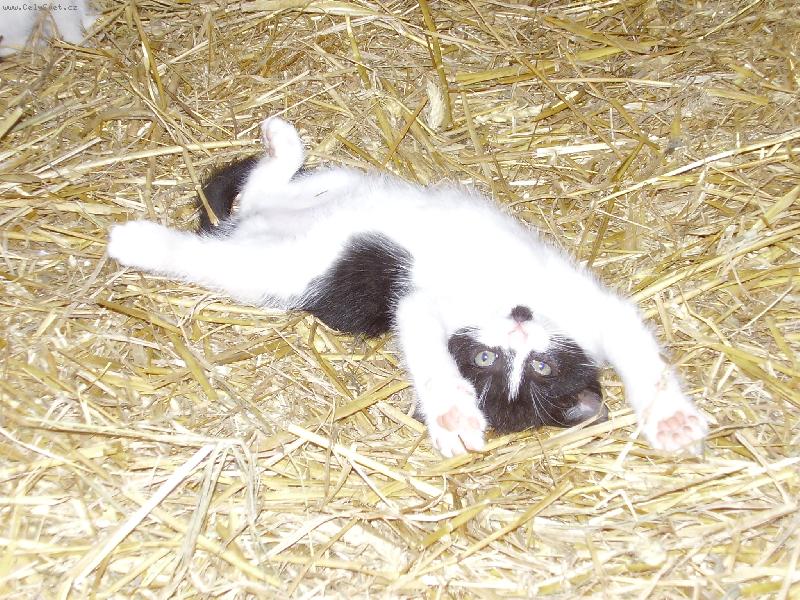 Foto: Prot�hnet�