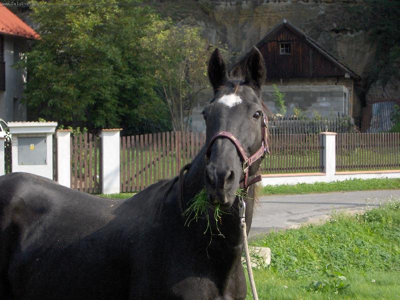 Foto: Kobylka Mark�za