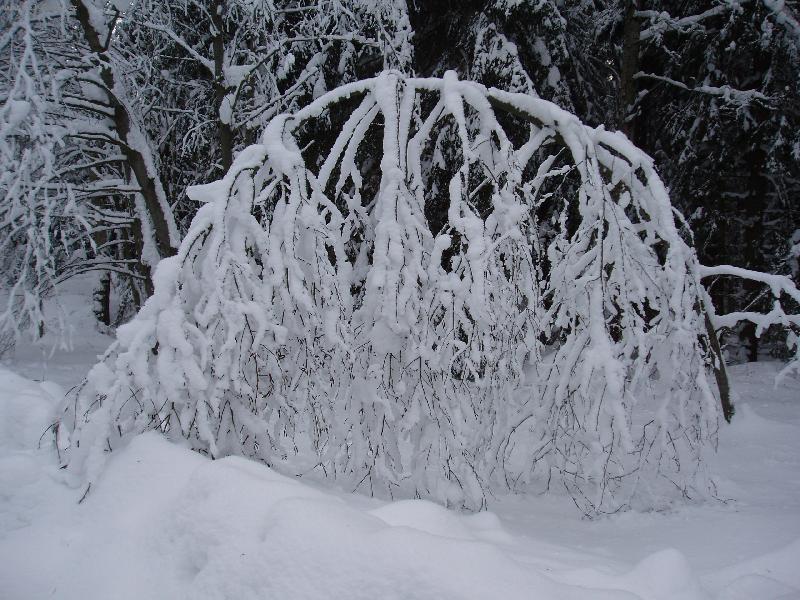 Foto: Zima na Vyso�in�