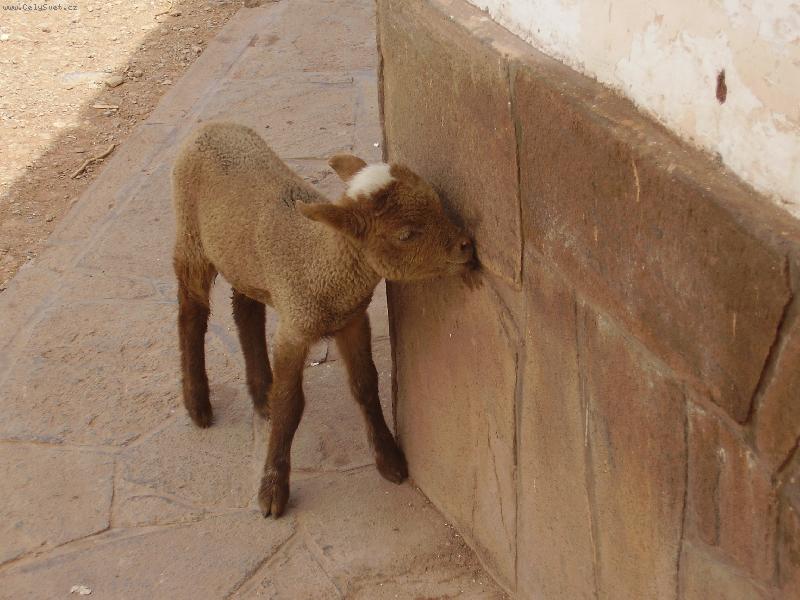 Foto: mal� lama alpaka